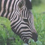 Zebra - Etosha